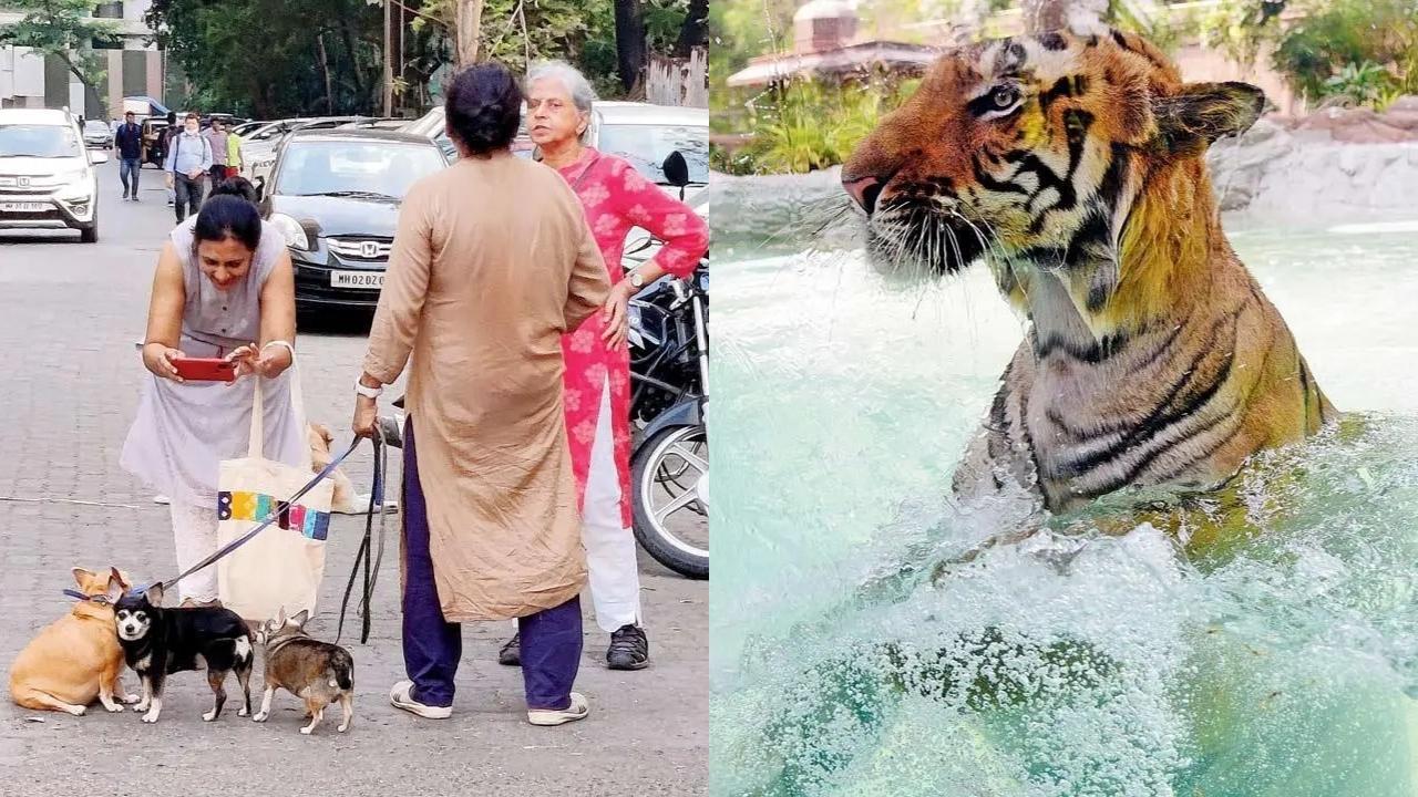 Woman coaxes some uninterested pets to pose for her camera (left) and Shakti, the tiger cools it off with a swim. Pic/Mid-Day photo team